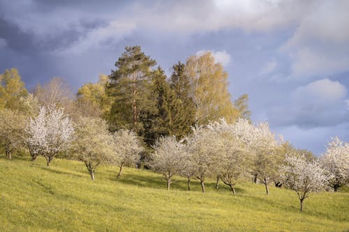 View of Flowering Trees on a Meadow under a Cloudy Sky 