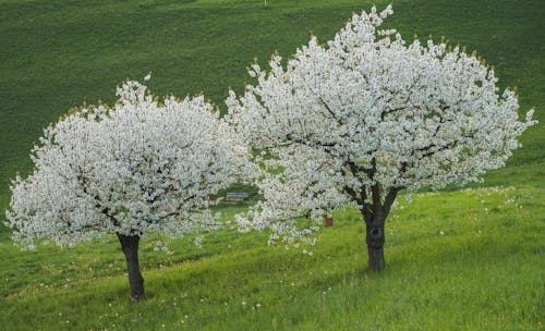Two white flowering trees on a green hill