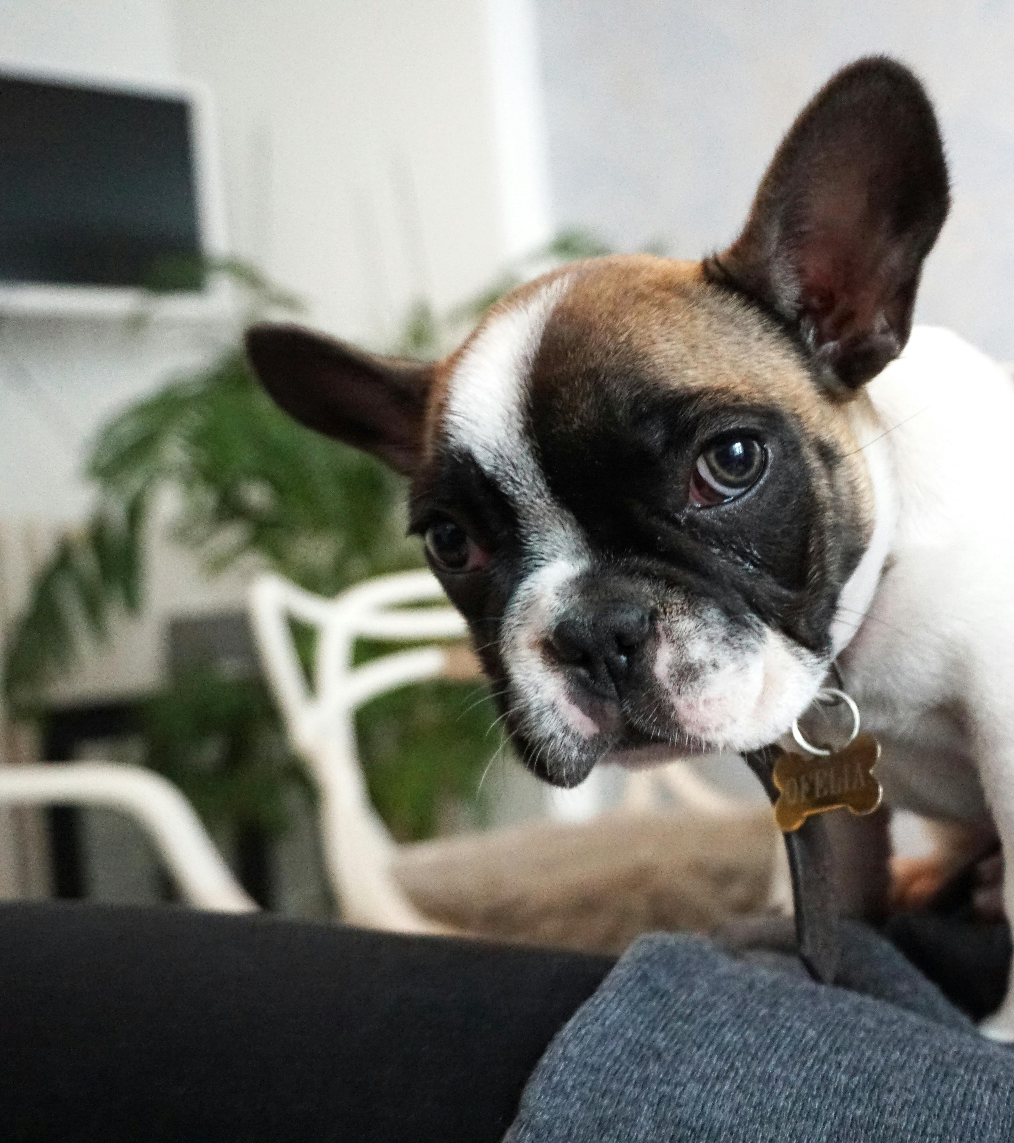 selective focus photo of a french bulldog