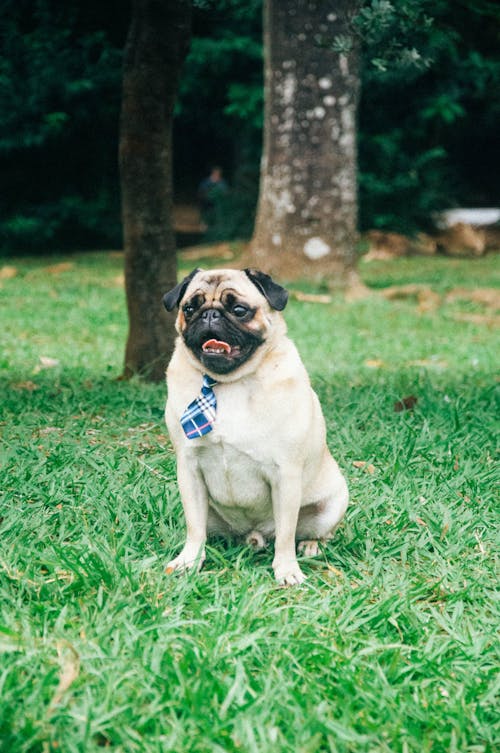 公園, 動物攝影, 可愛 的 免費圖庫相片