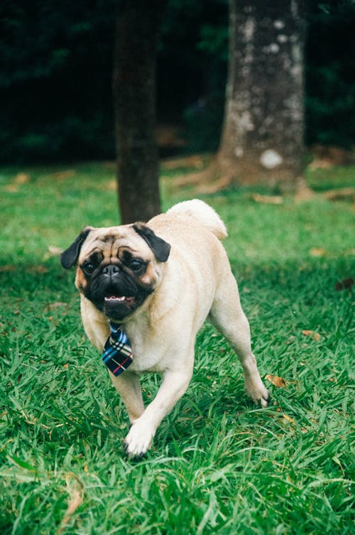 Gratis arkivbilde med dyrefotografering, gress, hund