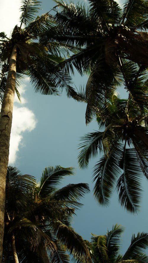 Immagine gratuita di cielo, estate, natura