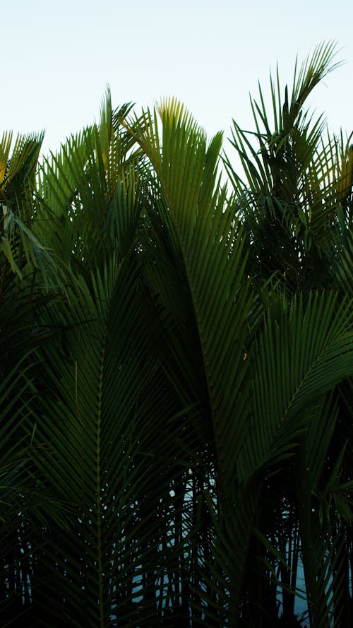 Free View of Dark Green Palm Leaves  Stock Photo