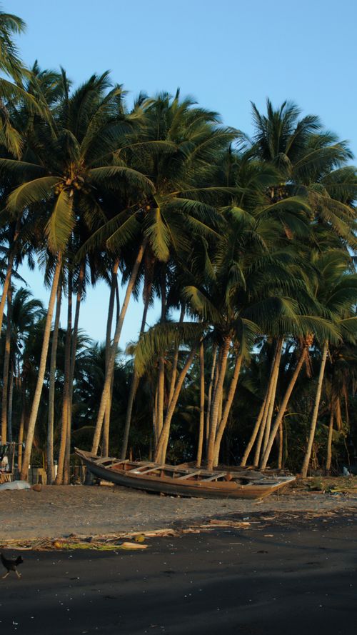 Free A serene tropical beach scene with lush palm trees and an old wooden boat on the shore. Stock Photo