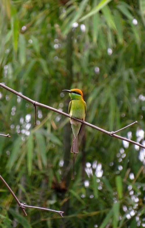 Free A small bird perched on a branch Stock Photo