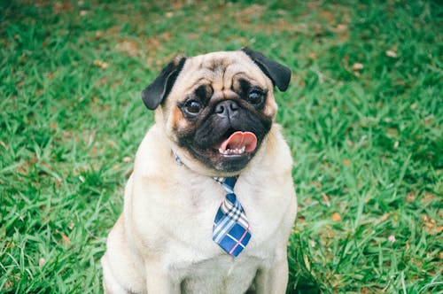 Fotos de stock gratuitas de adorable, animal, canino
