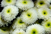 Close-up of Large-flowered Chrysanthemum