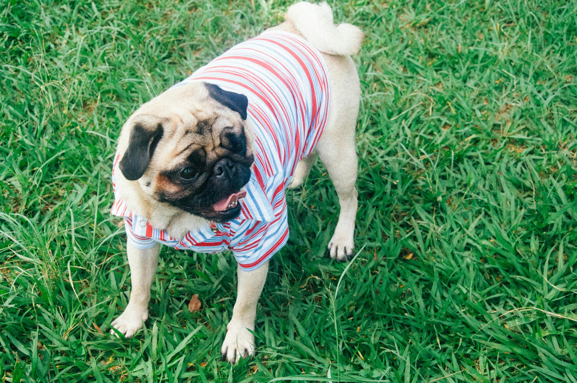 A Pug Outdoors