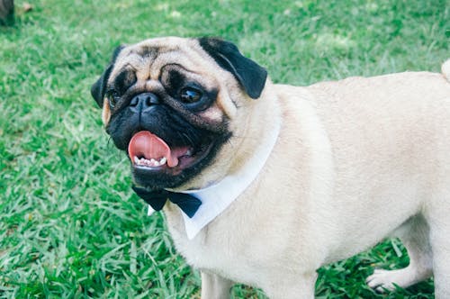 Lindo Abricot Pug Brincando No Jardim