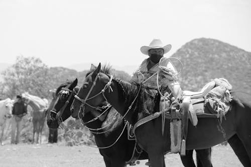 Foto profissional grátis de aventura, caubói, cavalo