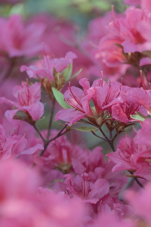 Free Stunning close-up of vibrant pink azalea flowers in a spring garden. Stock Photo