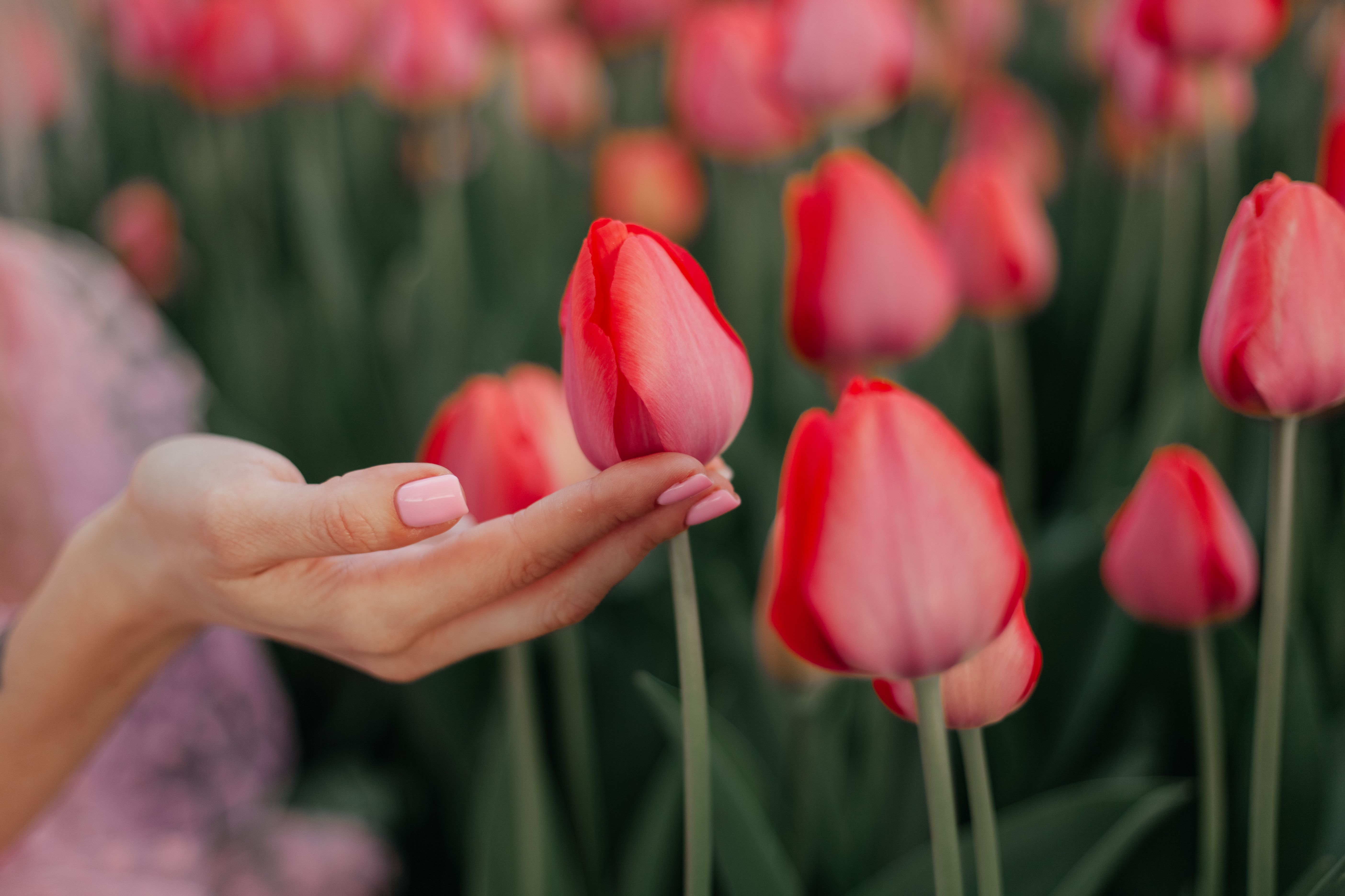 Delicate woman's hand with pink manicure holding a vibrant red tulip in a field, focusing on nature's beauty.