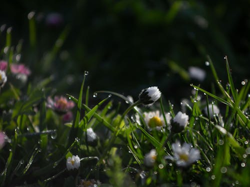 春, 朝露, 白いヒナギクの無料の写真素材