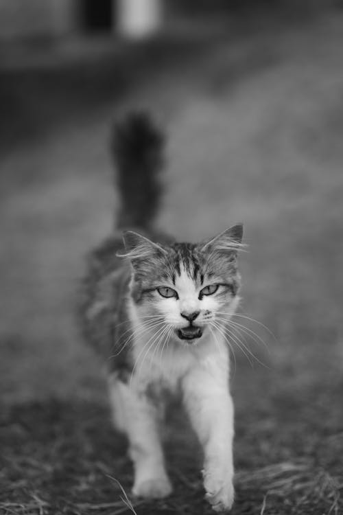 Free Running Cat Stock Photo