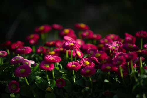 Foto profissional grátis de flores silvestres, flores vermelhas, margaridas