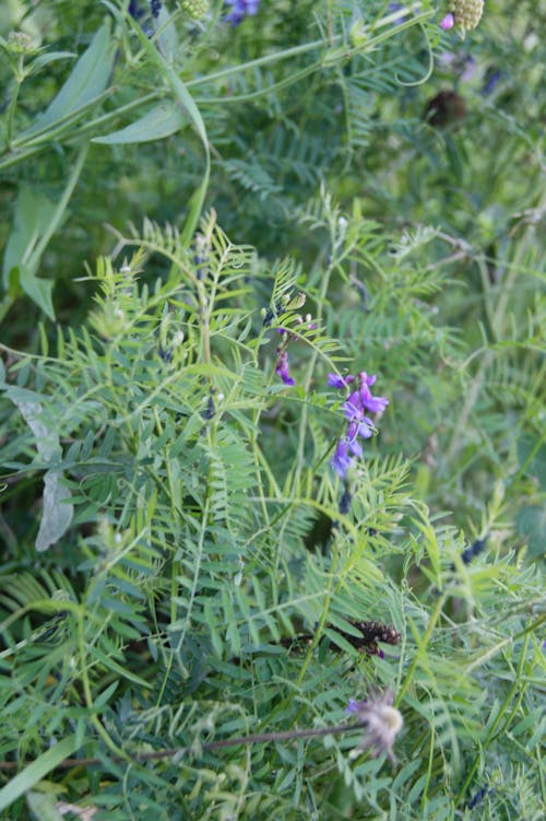 Free stock photo of flower meadow, flowering meadow, purple flowers Stock Photo