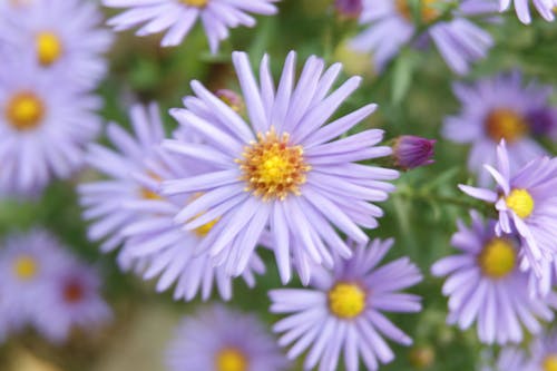 Free stock photo of flower meadow, flowering meadow, purple flowers Stock Photo
