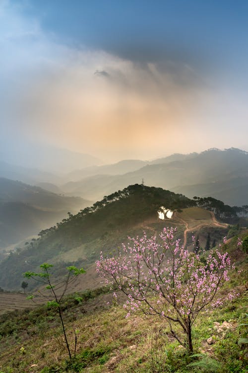 Árbol De Flor De Cerezo En Campo De Hierba