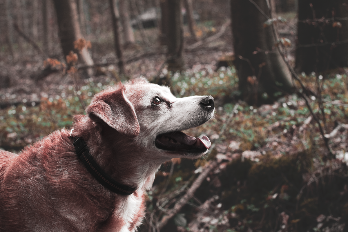 Vieillir avec son chien : adapter son quotidien au chien senior - Les maladies fréquentes chez le chien âgé