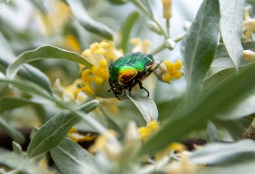 A green and red beetle sitting on top of yellow flowers