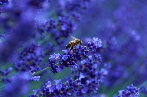 Bee on Lavender Flowers