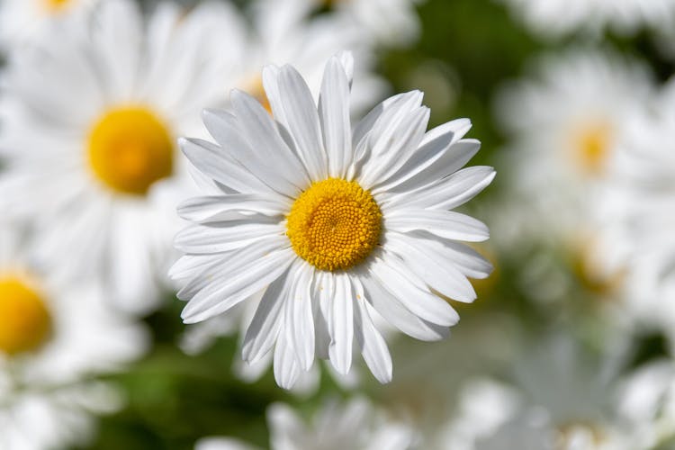 White Daisy Flower