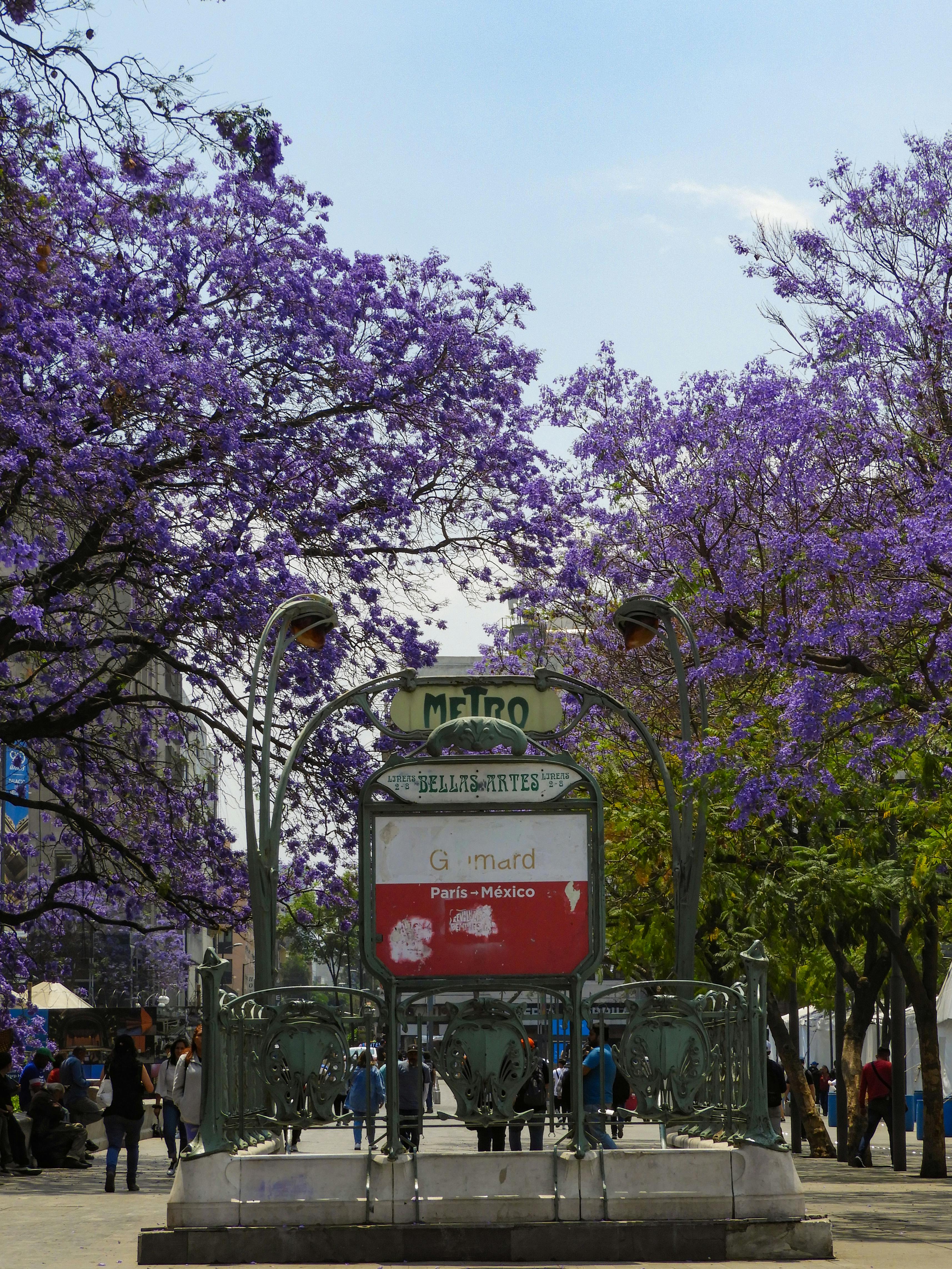 Bustling Mexico City metro with purple jacarandas in full bloom, capturing urban vibrance.