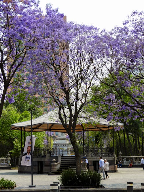 Fotobanka s bezplatnými fotkami na tému cestovať, flóra, jacaranda mimosifolia