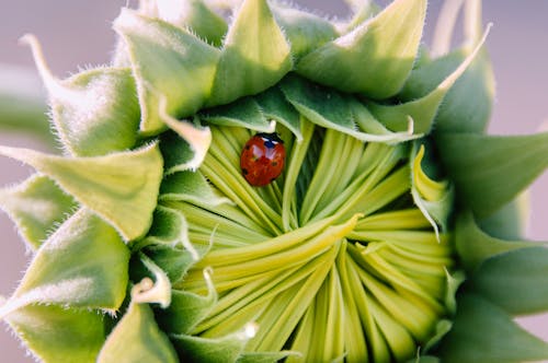 Ladybug on Green Flower