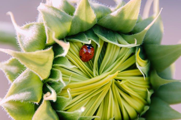 Ladybug On Green Flower