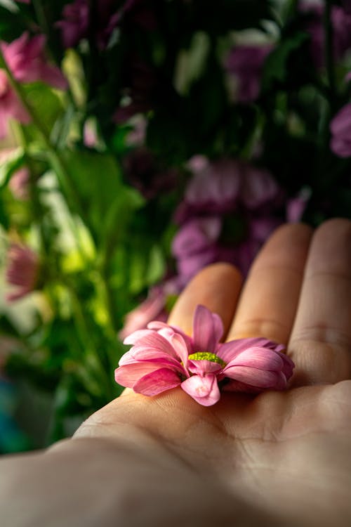 Pink Flower 