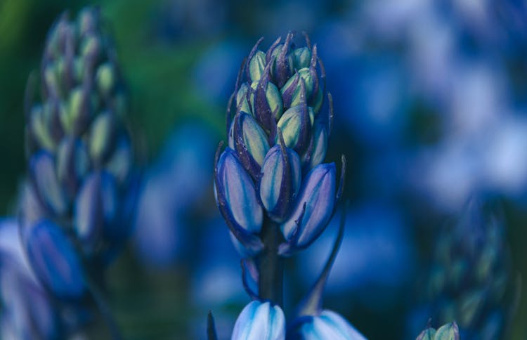 Blue Blossoming Flower