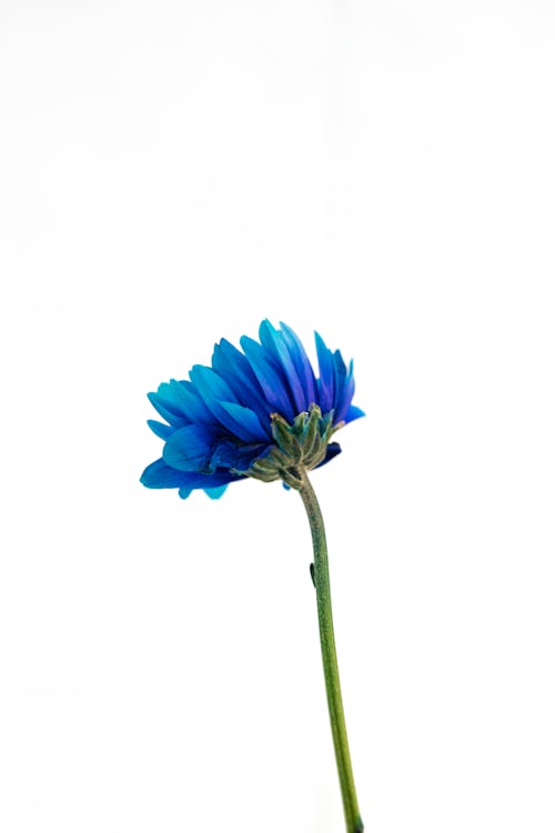 Blue Flower 