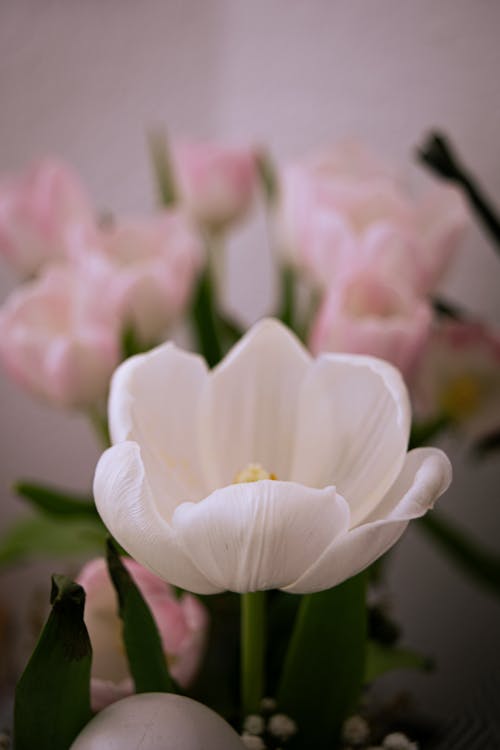 คลังภาพถ่ายฟรี ของ ขาว, ดอกไม้บาน, ดอกไม้สวย