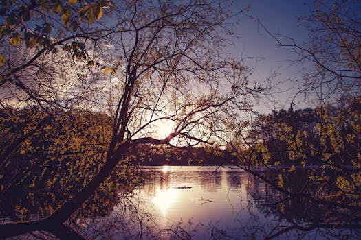 暮色迷人，宁静的湖泊四周环绕着树木的轮廓