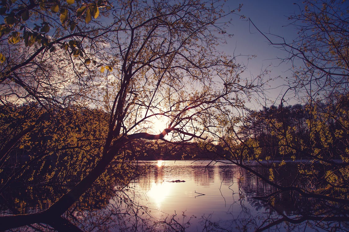 Gratis Piega L'albero Giallo Su Un Tranquillo Specchio D'acqua Durante L'ora D'oro Foto a disposizione
