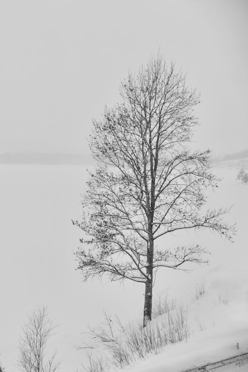 A black and white photo of a tree on a snowy day