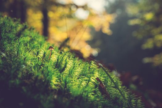 Close-up of moss and a mushroom on a forest floor with soft autumn light.