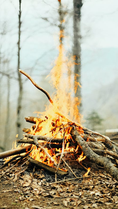 Imagine de stoc gratuită din arbori, ardere, bețe