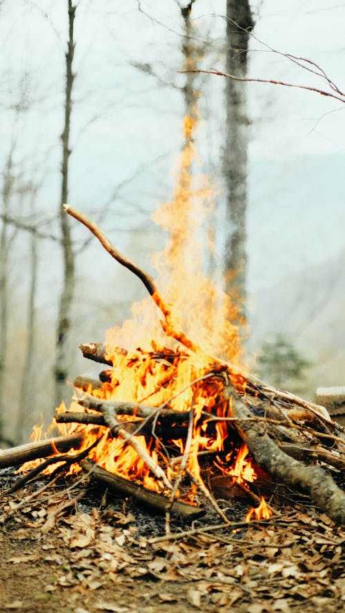 Foto profissional grátis de floresta, foco seletivo, fogo