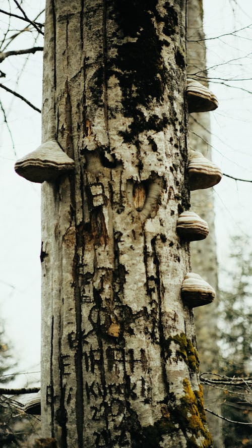 Безкоштовне стокове фото на тему «вертикальні постріл, гриби, дерево»
