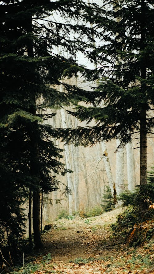 Foto d'estoc gratuïta de arbres, bosc, boscos