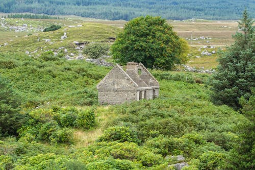 Free View of an Abandoned House among Green Bushes  Stock Photo