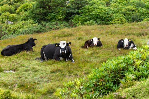 Free A group of cows laying in a grassy field Stock Photo