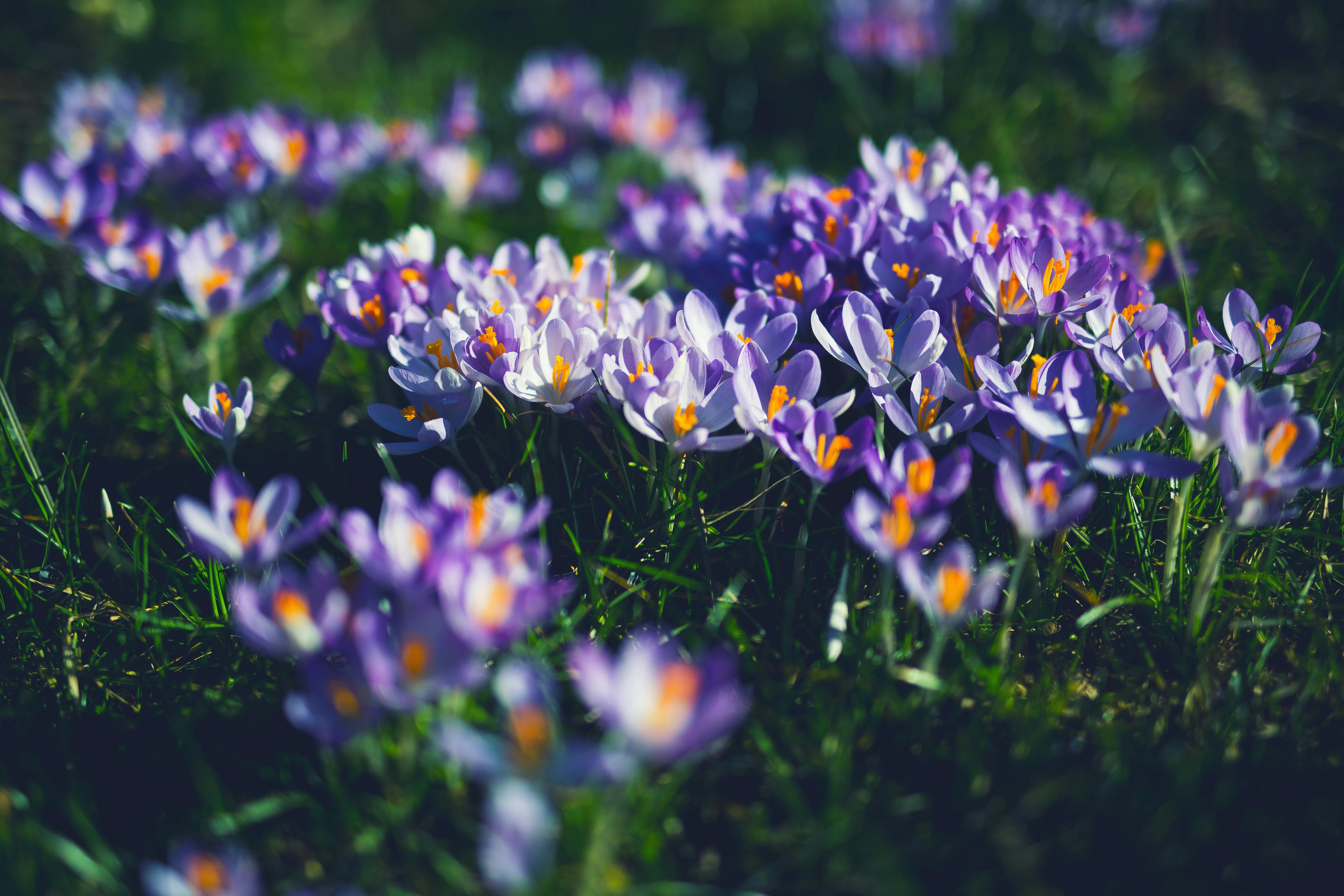 Beautiful cluster of purple crocus flowers blooming on a sunny spring day in a lush green meadow. - Evidence evidence guide for saffron depression meta-analysis
