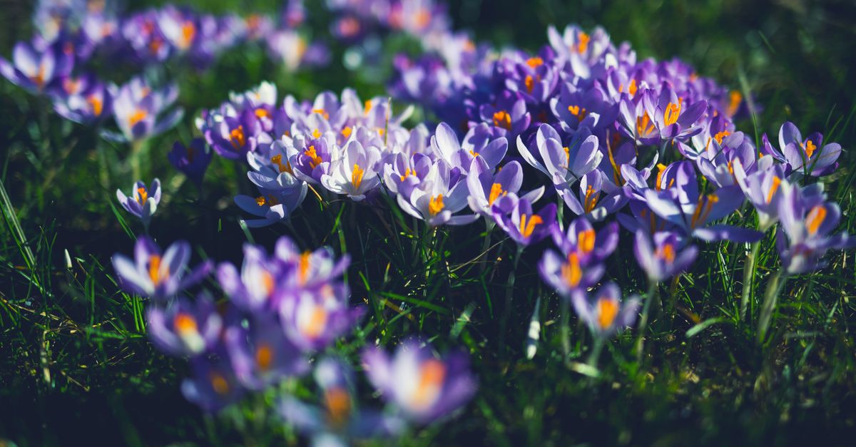 Beautiful cluster of purple crocus flowers blooming on a sunny spring day in a lush green meadow. - Evidence evidence guide for saffron depression meta-analysis