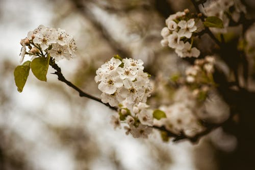 Картина цветущей вишни