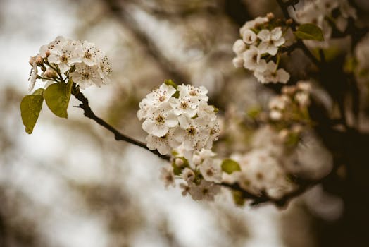 模糊自然背景下，白色春天花朵的美丽特写