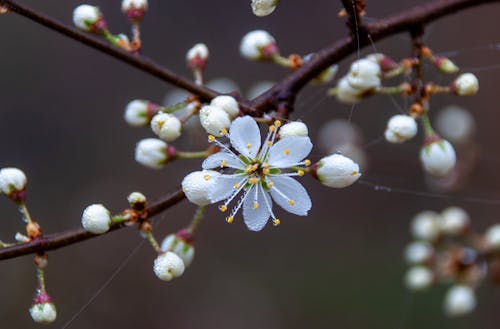 A close up of a small white flower on a branch