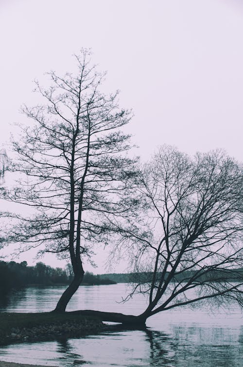 A tree is standing in the water near a lake